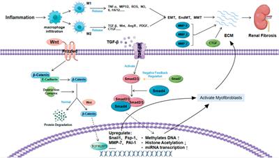 The progress and prospect of natural components in rhubarb (Rheum ribes L.) in the treatment of renal fibrosis